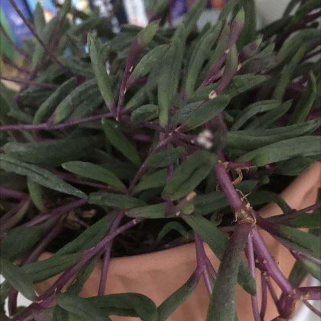 Moss Rose Purselane plant photo by @Chickenzee named Rubys Necklace on Greg, the plant care app.