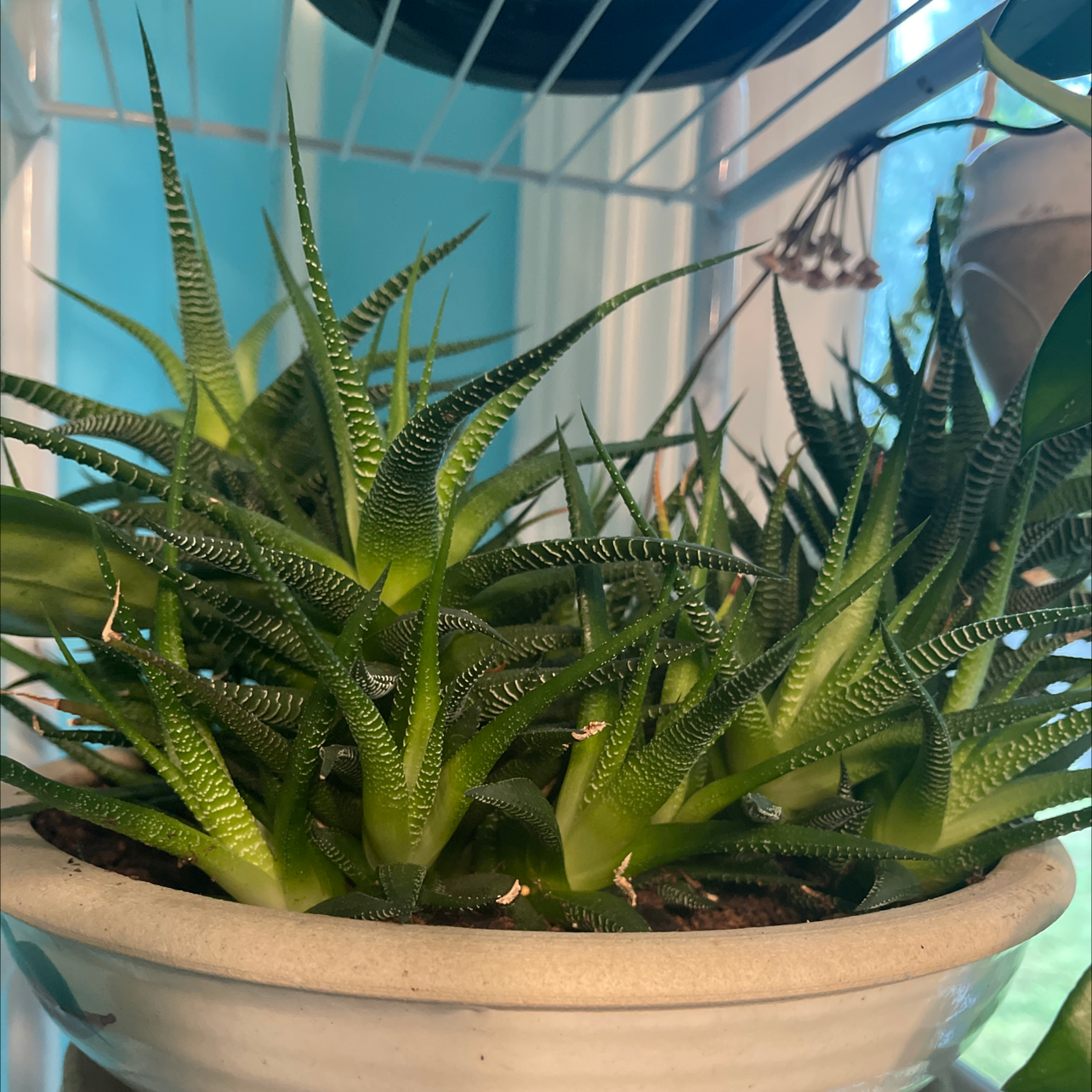 Zebra Plant plant photo by @Shan511 named Iggy Plant on Greg, the plant care app.