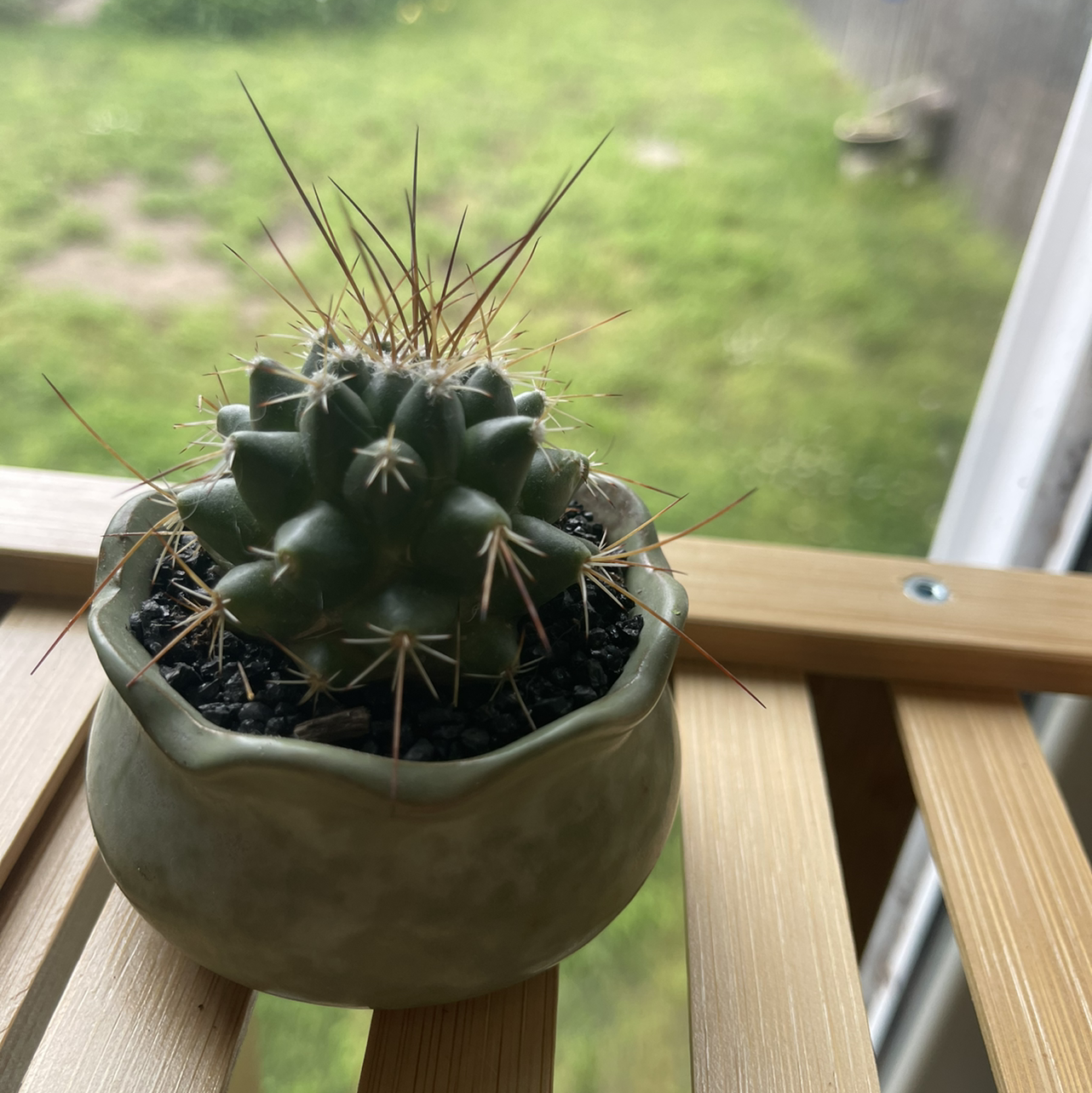 Gymnocalycium stenopleurum cactus in a pot on a wooden surface near a window.