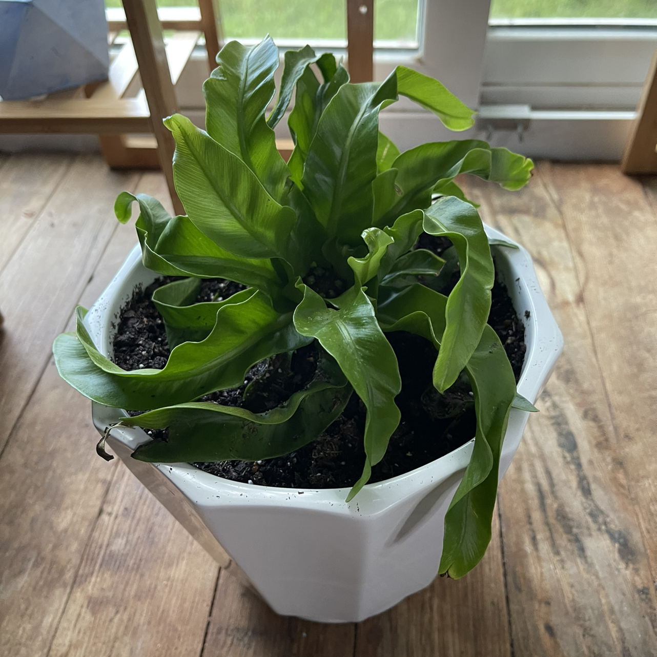 Bird's Nest Fern plant photo by @Shan511 named Rock Me like a Hurricane on Greg, the plant care app.