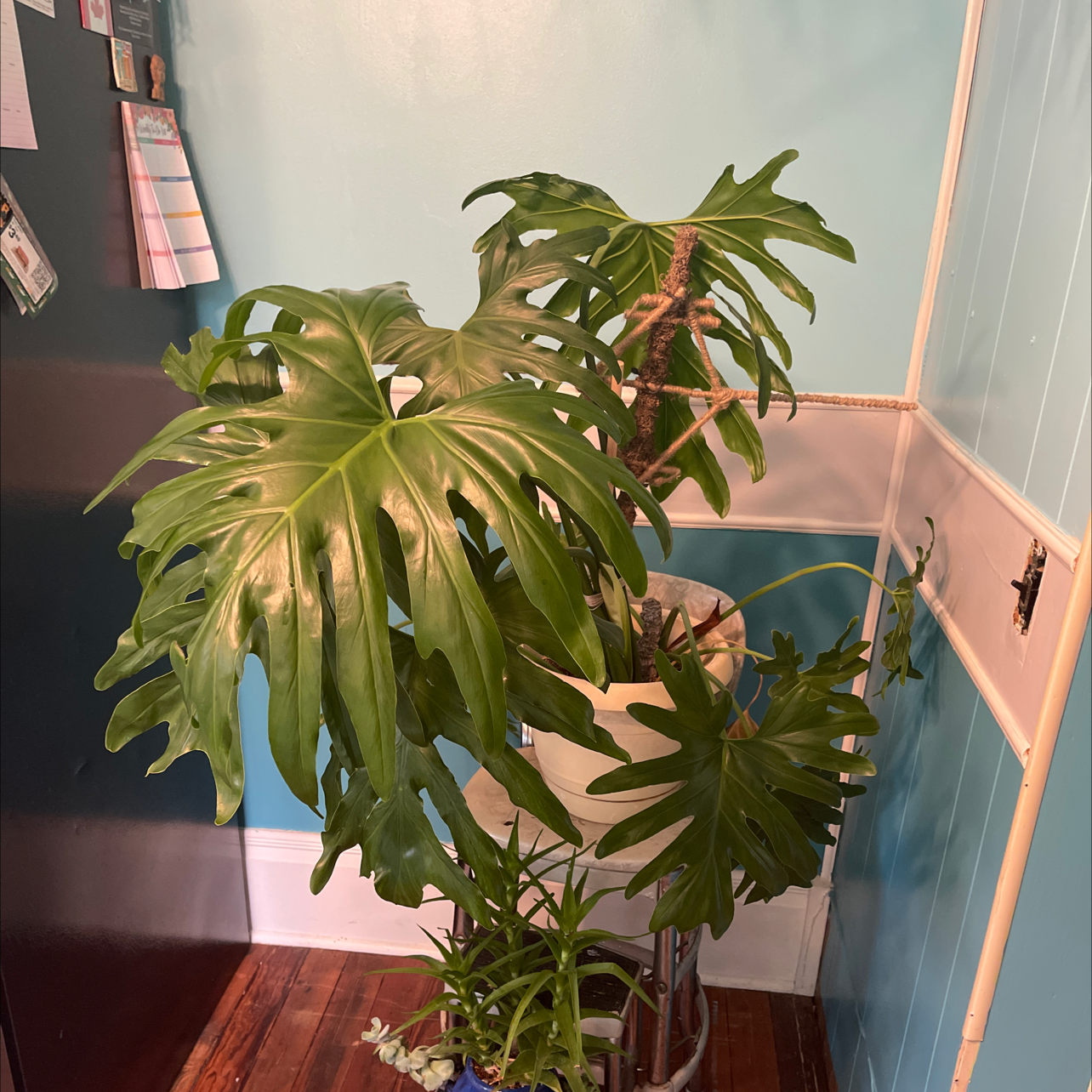 Split Leaf Philodendron plant photo by @Shan511 named Hemingway on Greg, the plant care app.