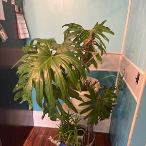 Split Leaf Philodendron plant photo by Shan511 named Hemingway on Greg, the plant care app.