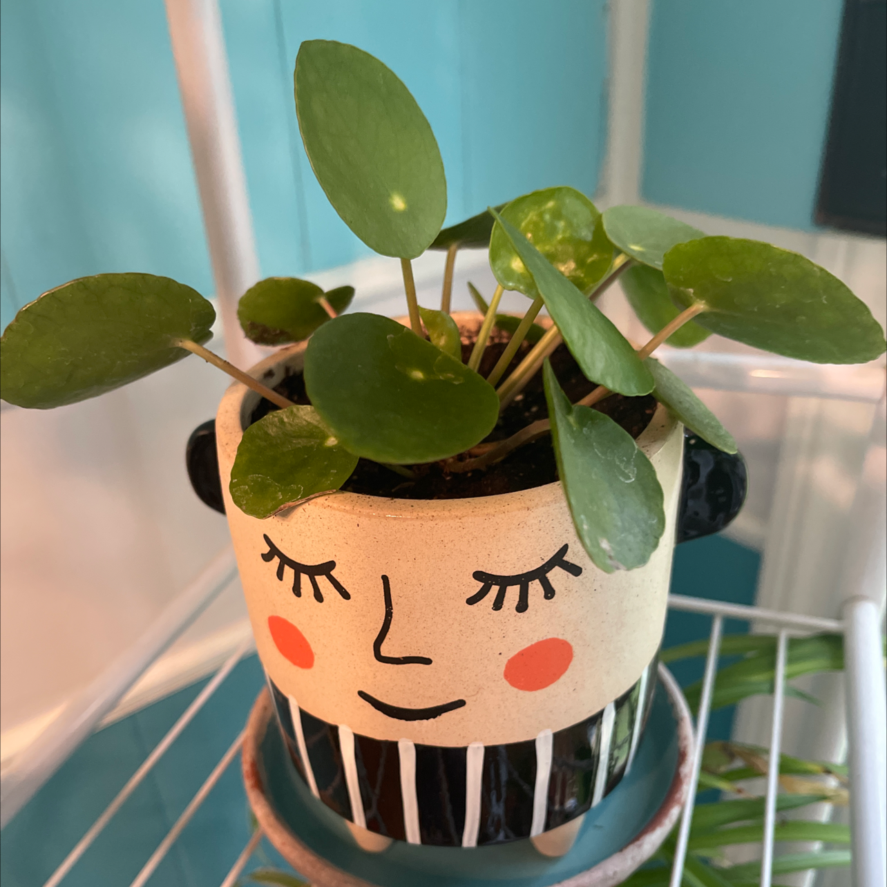 Chinese Money Plant plant photo by @Shan511 named Monet Money on Greg, the plant care app.