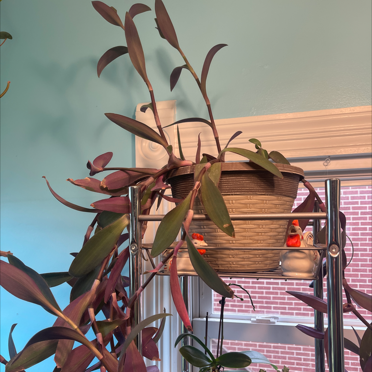 Purple Heart plant photo by @Shan511 named da Vinci on Greg, the plant care app.