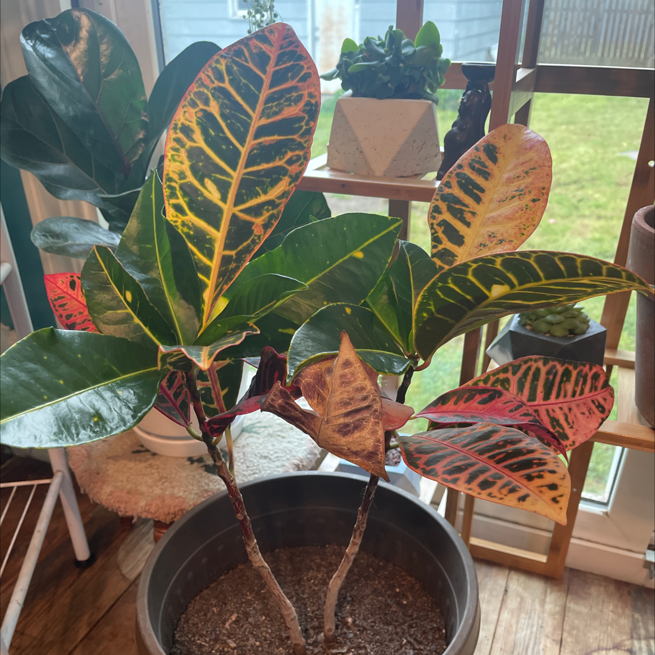 Gold Dust Croton plant photo by @Shan511 named Lindsey Buckingleaf on Greg, the plant care app.