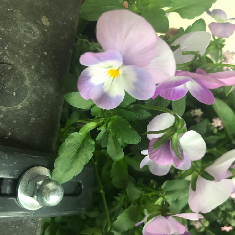 Wild Pansy plant with light purple and white flowers, green leaves, and no visible discoloration.