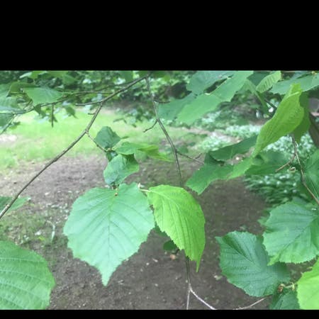 Photo of the plant species American hazel by Elizabeth named Your plant on Greg, the plant care app