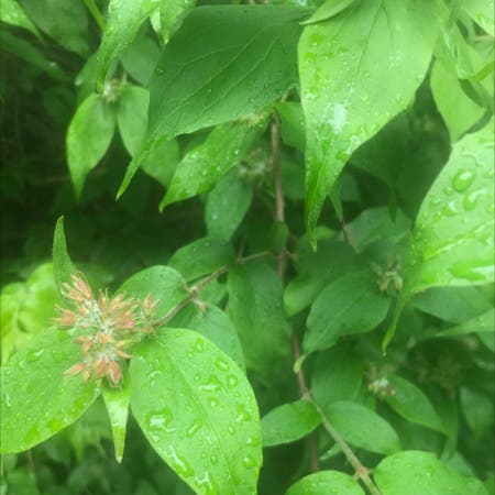 Photo of the plant species Beauty Bush by Elizabeth named Your plant on Greg, the plant care app