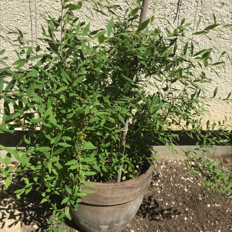 Photo of the plant species Spirea by Elizabeth named Your plant on Greg, the plant care app