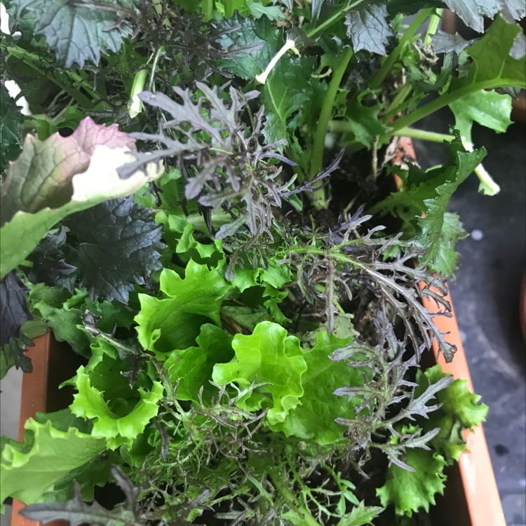 Lush green wild cabbage plant with lobed leaves, examined by a human hand. Some slight yellowing visible on foliage.