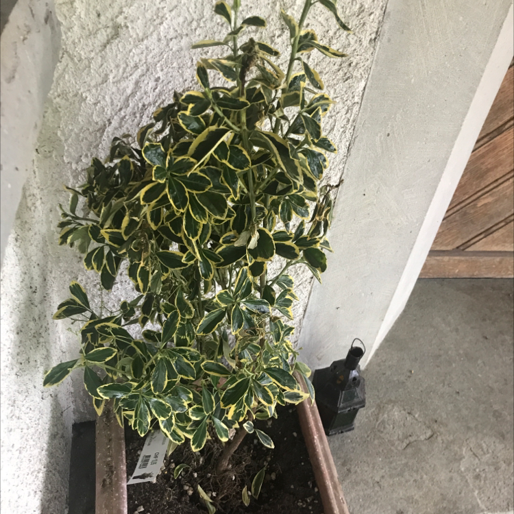 Japanese Spindle plant with variegated leaves in a rectangular pot indoors.