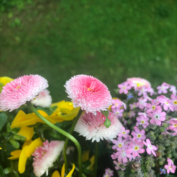 Image of pink and white daisies among other flowering plants with a green lawn background.