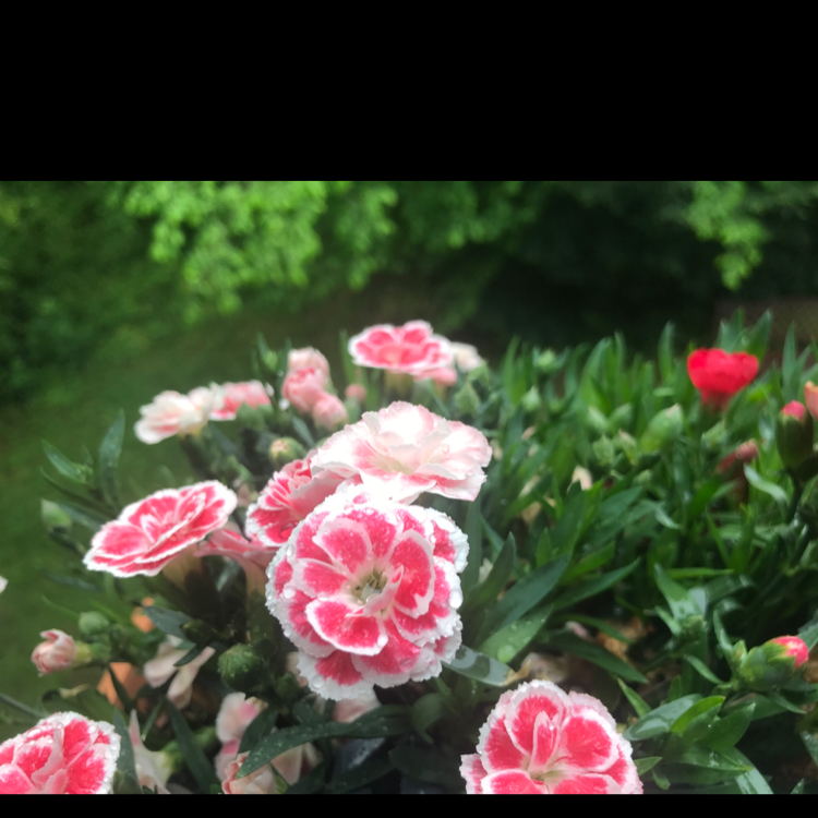 Border Carnation plant with vibrant pink and white flowers, appearing healthy.