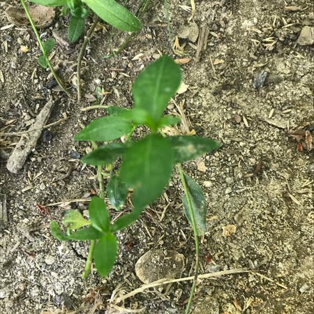 Photo of the plant species Alligatorweed by Elizabeth named Your plant on Greg, the plant care app