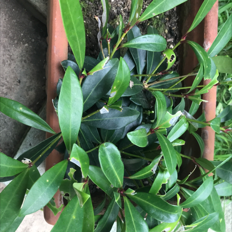 Shoebutton plant in a rectangular pot with mostly healthy leaves and visible soil.