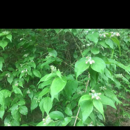 Photo of the plant species Drummond's Dogwood by Elizabeth named Your plant on Greg, the plant care app