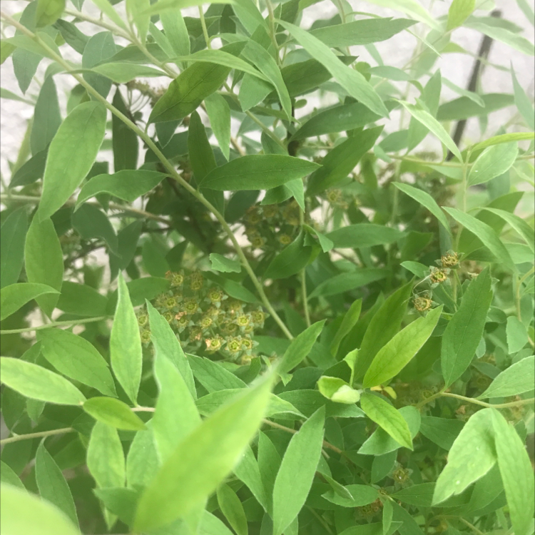 Photo of the plant species Spirea by Elizabeth named Your plant on Greg, the plant care app