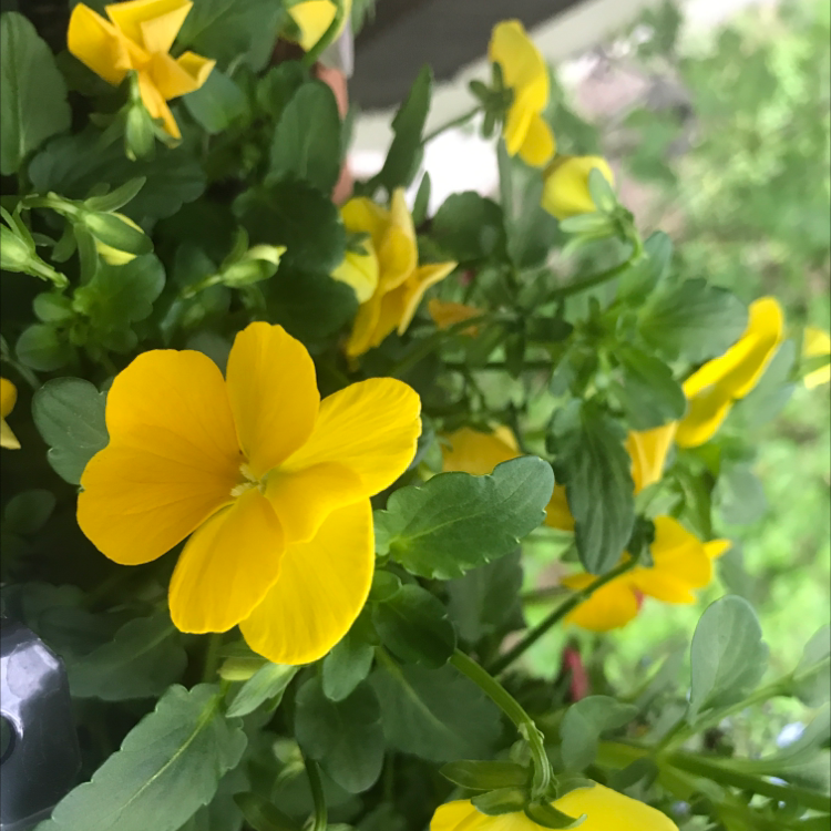 Wild Pansy plant with vibrant yellow flowers and healthy green leaves.