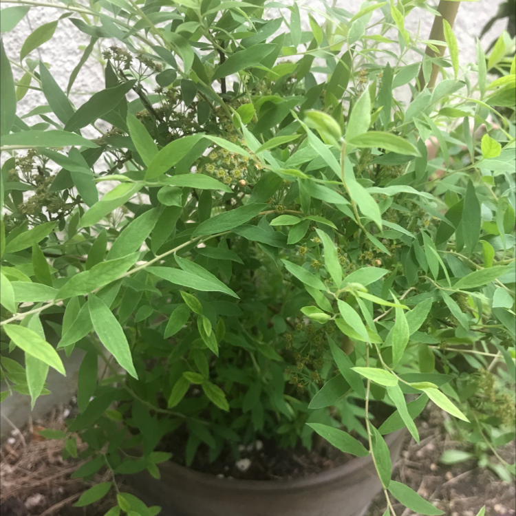 Photo of the plant species Spirea by Elizabeth named Unknown on Greg, the plant care app