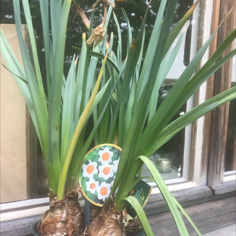 Photo of the plant species Jonquil by Elizabeth named Einstein narcissus on Greg, the plant care app