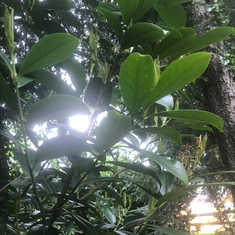 🍒 Why Is My Cherry Laurel Not Doing Well?