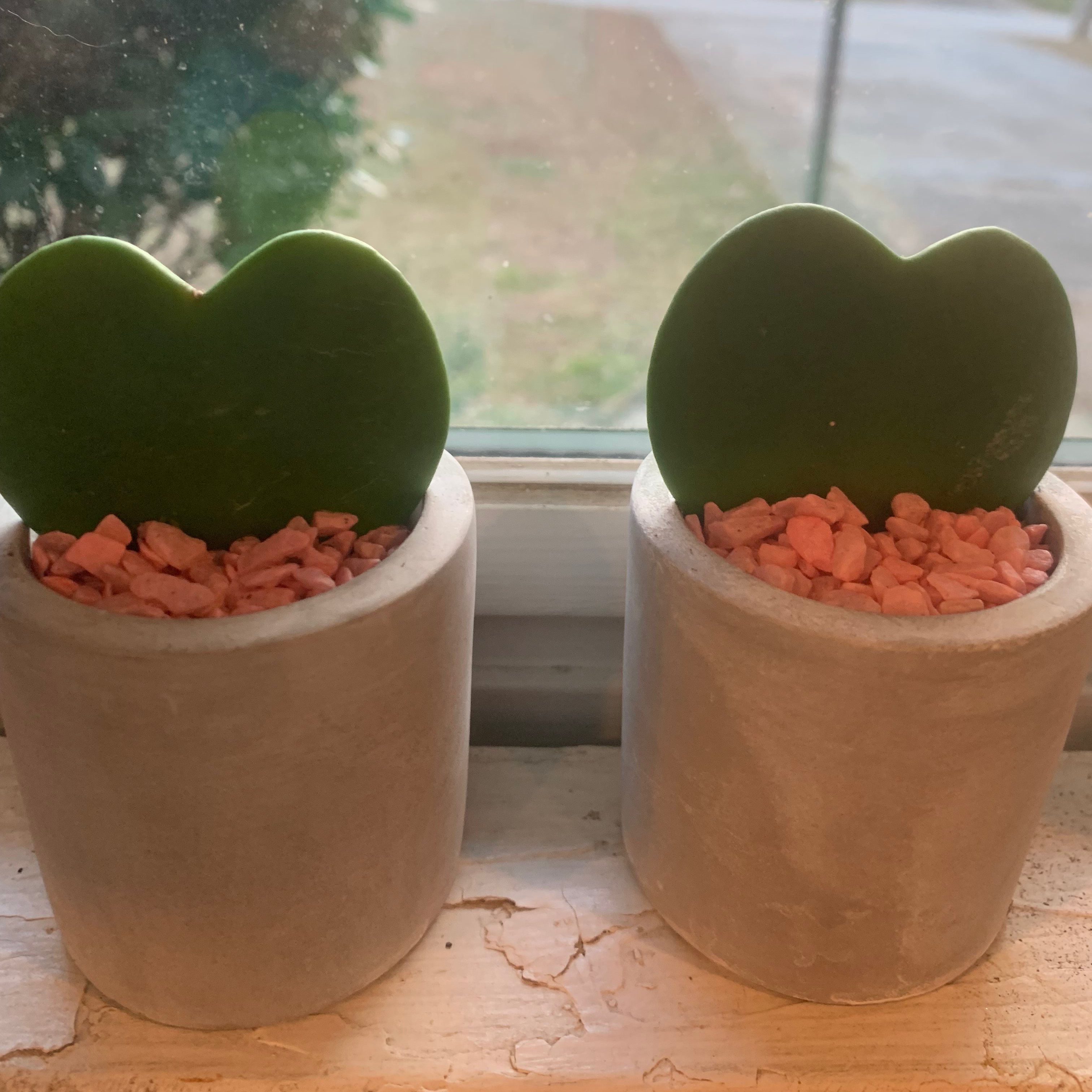 Two Sweetheart Hoya plants in small pots with pink gravel on a windowsill.
