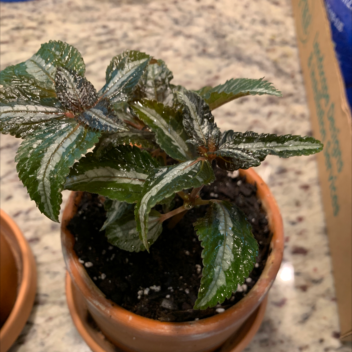 Potted Aluminum Plant with variegated leaves, healthy and well-framed.