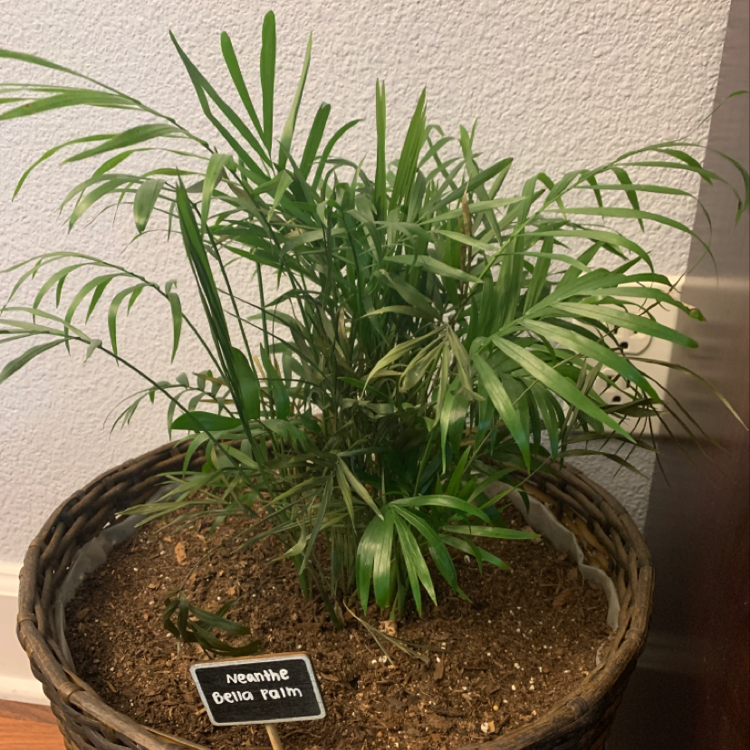Healthy parlour palm in a pot with lush green fronds and no signs of discoloration or disease, well-framed against a white wall.