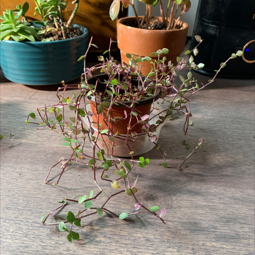 A healthy Creeping Inch Plant trailing over the edge of a small terracotta pot, surrounded by other succulents.