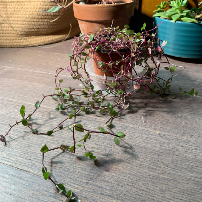 A potted Creeping Inch Plant with vibrant burgundy leaves cascading down thin stems from a terracotta pot, appearing healthy.