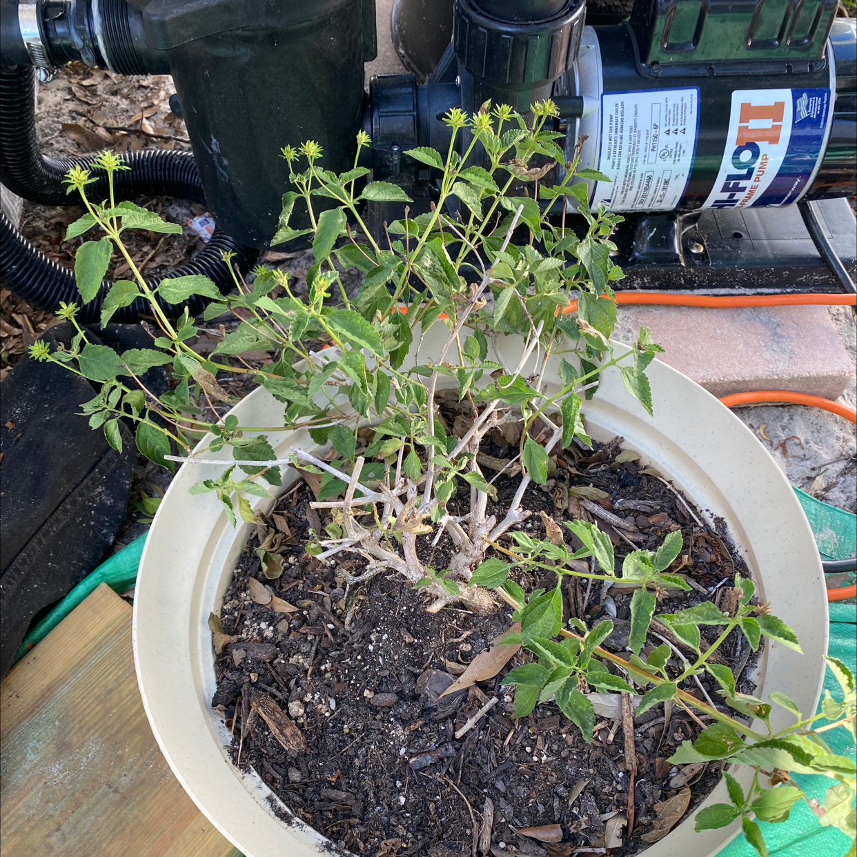 Potted Lantana plant with green leaves and visible stems in a garden setting.