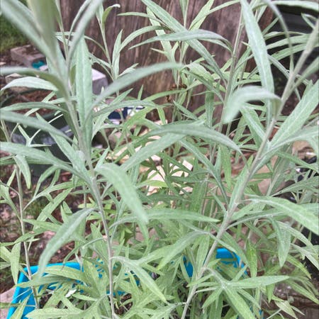Photo of the plant species Columbia River Wormwood by Bertha named Your plant on Greg, the plant care app