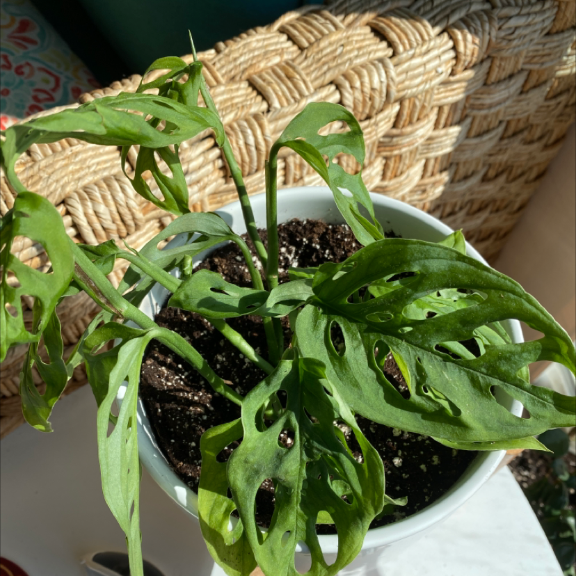Monstera adansonii 'Laniata' plant in a white pot with visible soil and healthy green leaves.