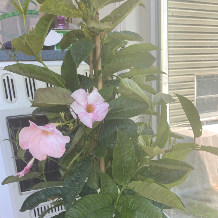 Photo of the plant species Brazilian Jasmine by @Zengarden named Mandevilla splendens on Greg, the plant care app
