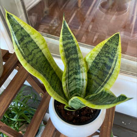 Photo of the plant species Sansevieria 'Superba' by @Zengarden named Snake on Greg, the plant care app