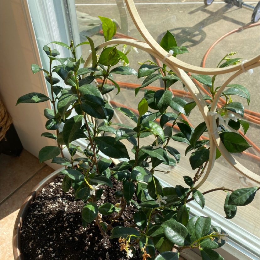 Photo of the plant species Star Jasmine by @Zengarden named Jasmine on Greg, the plant care app
