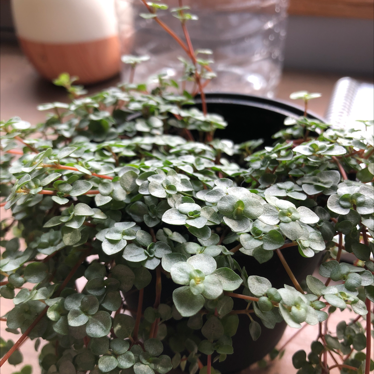 Healthy Silver Spa plant with small, round green leaves in a black pot.