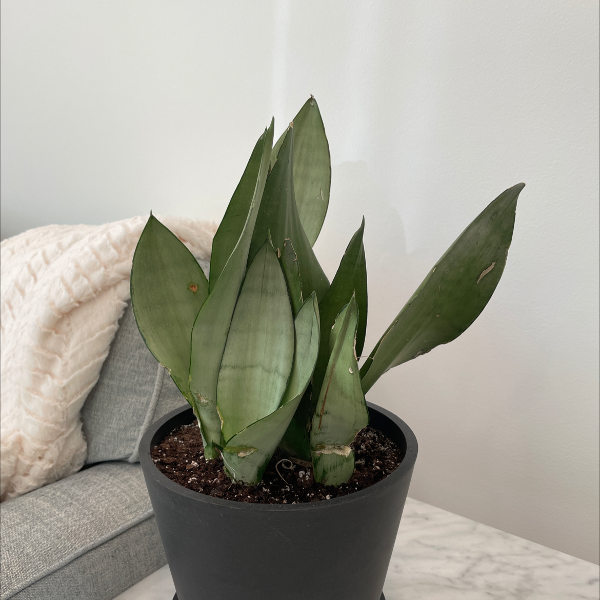 Photo of the plant species Silver Snake Plant by @MeanJoeG named Moony on Greg, the plant care app
