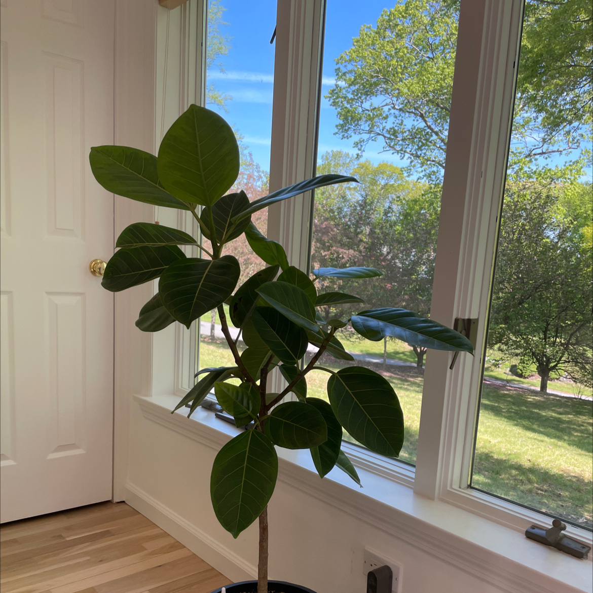 Indoor Council Tree plant with broad, dark green leaves near a window.