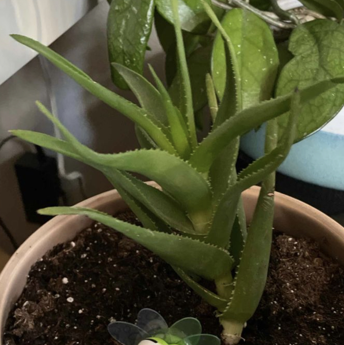 Photo of the plant species Climbing Aloe by @Kenidee named Champ on Greg, the plant care app