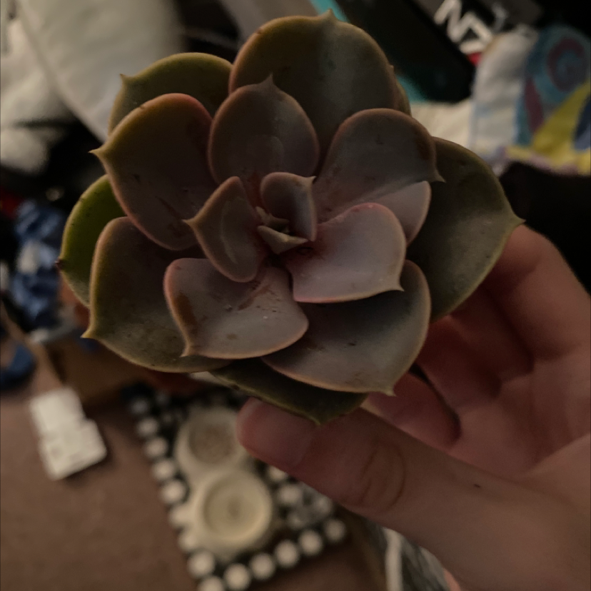 A healthy Flapjacks (Kalanchoe thyrsiflora) succulent held by a hand.