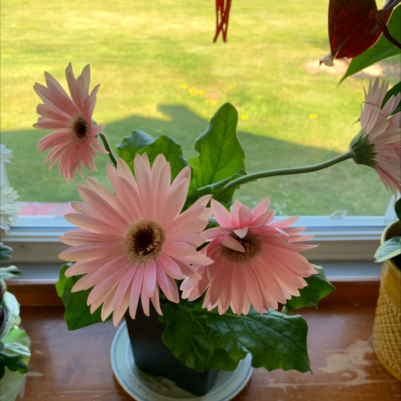 Gerbera plant with pink flowers on a windowsill, healthy leaves and blooms.