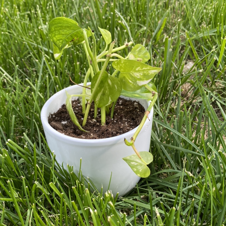 Taro Vine plant photo by @LeftHandedLibra named Betty on Greg, the plant care app.