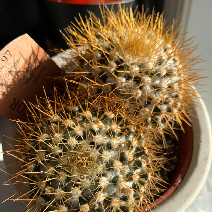 Golden Barrel Cactus plant photo by Hailey named Kendall on Greg, the plant care app.