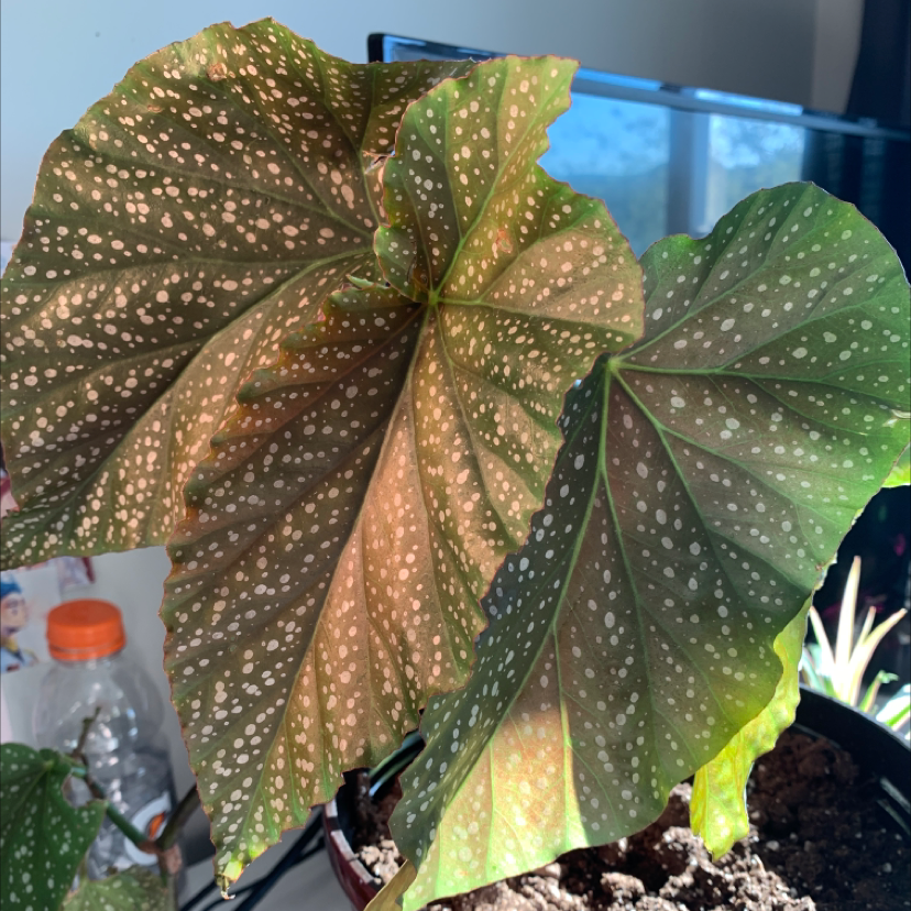 Polka Dot Begonia plant photo by Hailey named Larry on Greg, the plant care app.