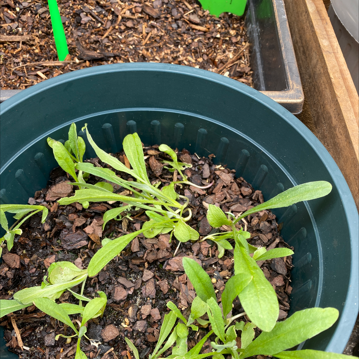 Photo of the plant species Sweet Alyssum by @Tammyh named Your plant on Greg, the plant care app
