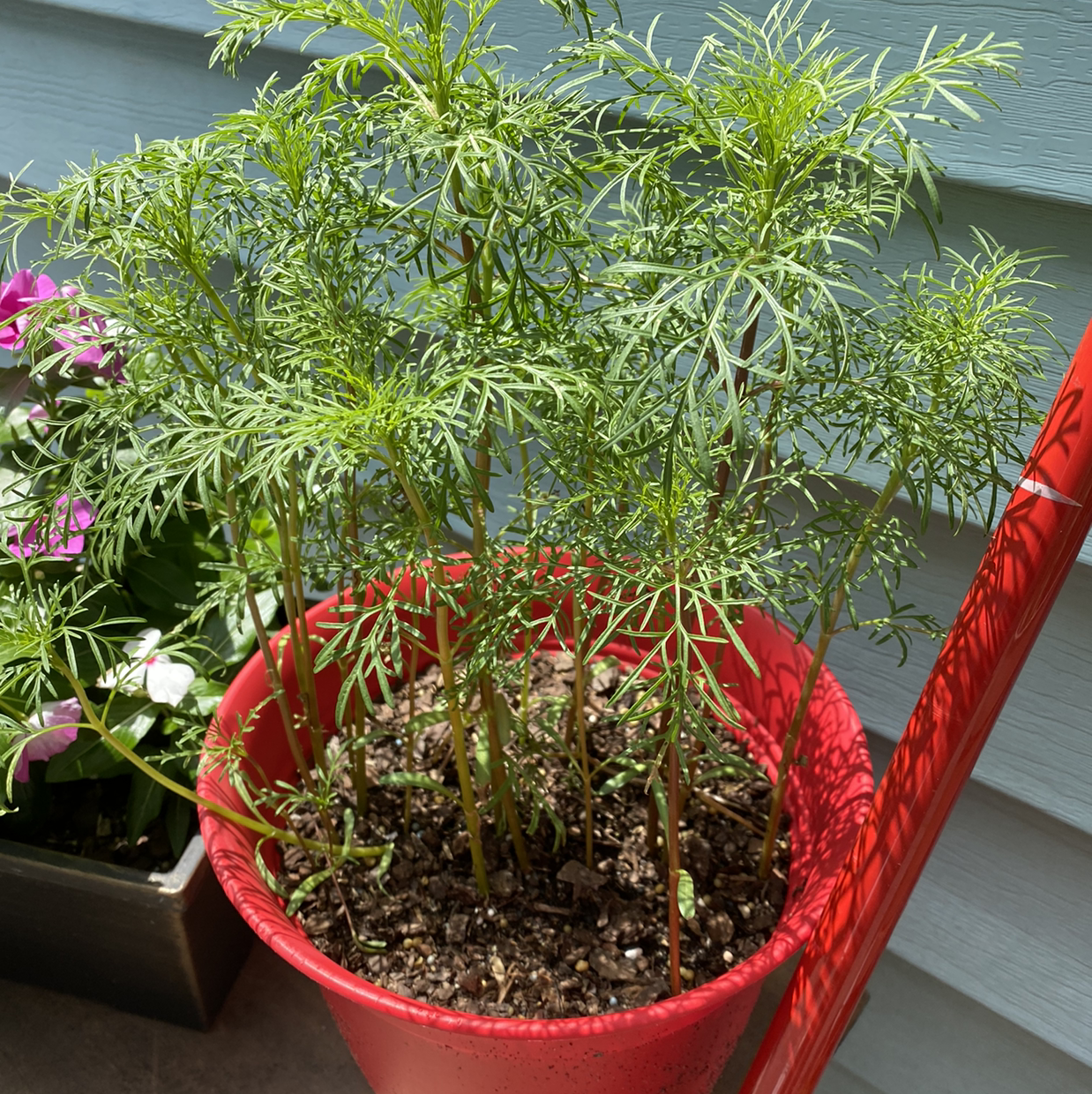 Photo of the plant species Garden Cosmos by @Tammyh named Your plant on Greg, the plant care app