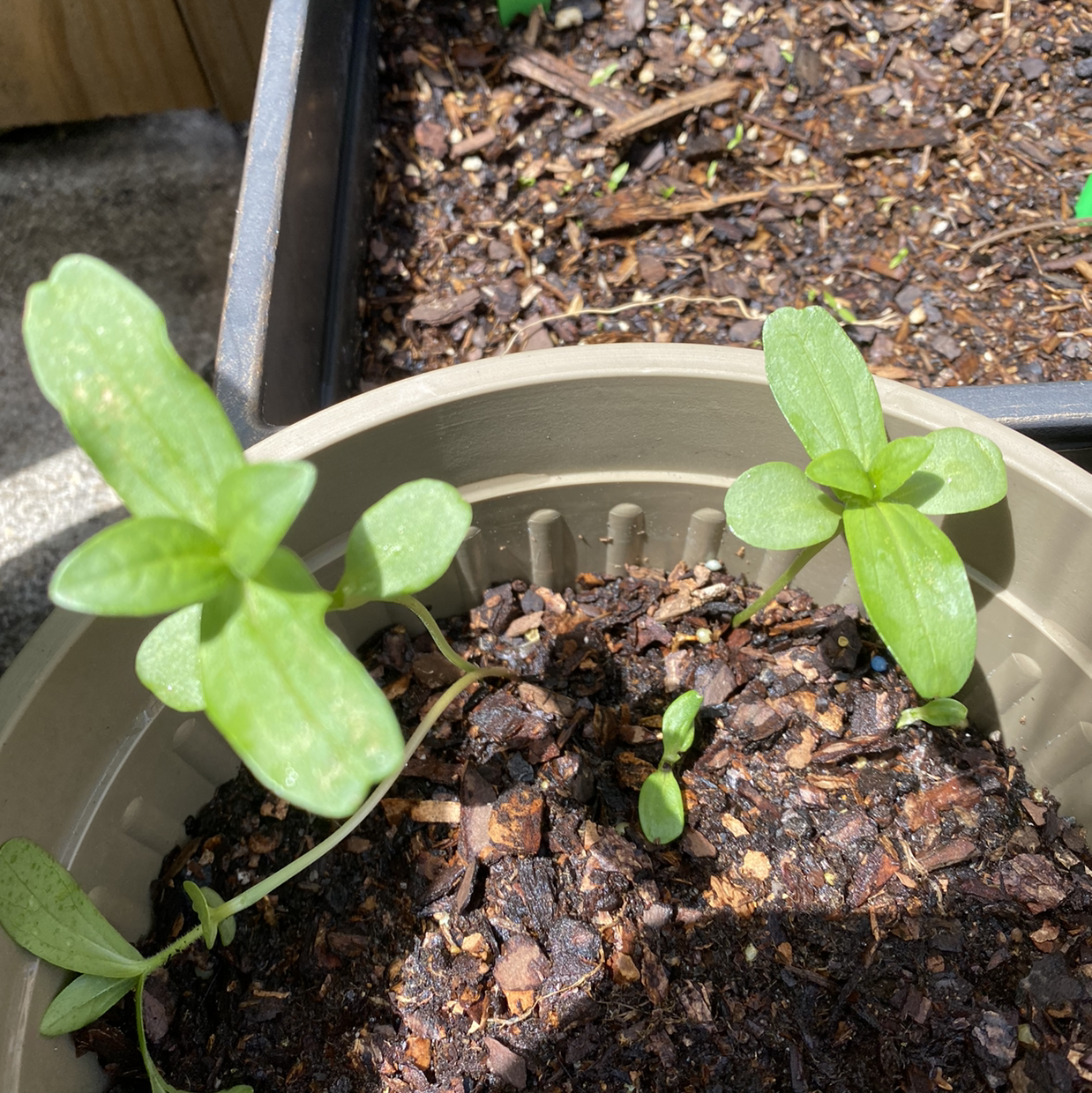 Photo of the plant species Common Zinnia by @Tammyh named Your plant on Greg, the plant care app
