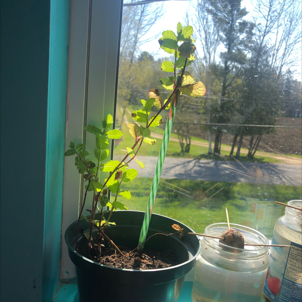Apple Mint plant in a pot on a windowsill with visible sunlight and some browning leaves.