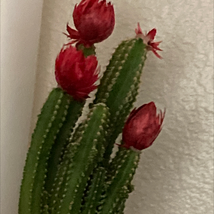 Photo of the plant species Columnar Cactus by @Blueplantlady named Annya on Greg, the plant care app